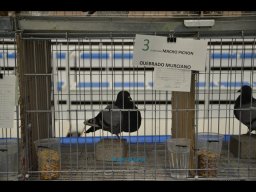 Concurso de Palomas 2012